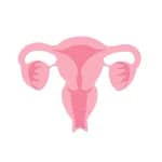Illustration of a uterus to represent womb transplant