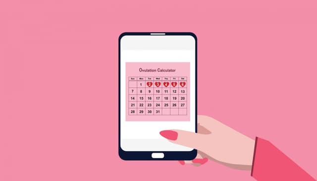 Fertility apps showing ovulation calculator on smartphone tracking fertile days