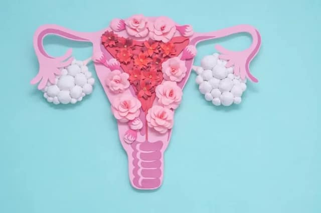 pcos symptoms illustration showing female reproductive system and ovaries affected by polycystic ovary syndrome
