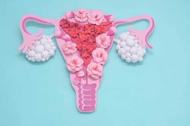 pcos symptoms illustration showing female reproductive system and ovaries affected by polycystic ovary syndrome