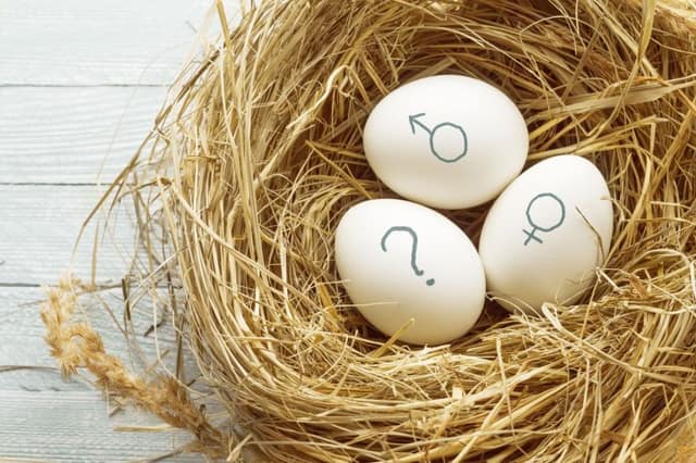 baby gender prediction concept with eggs showing gender symbols and question mark