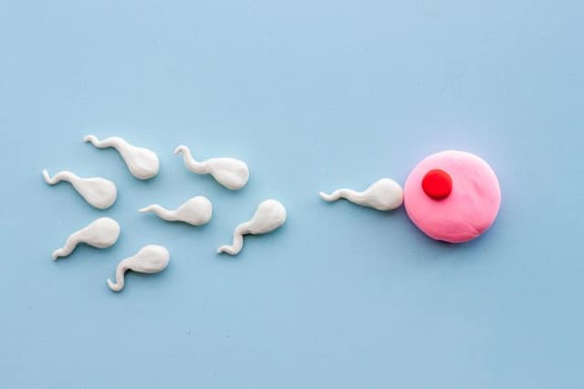 ICI vs IUI sperm donor illustration showing sperm reaching egg with different insemination methods