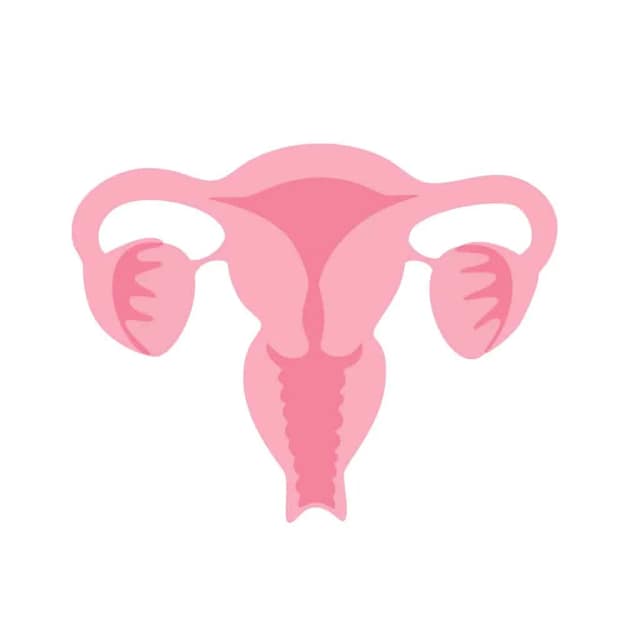 Illustration of a uterus to represent womb transplant