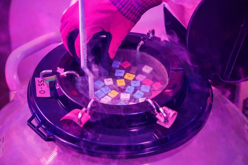 Laboratory technician handling labeled frozen sperm samples in cryogenic storage at sperm banks for fertility preservation