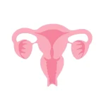 Illustration of a uterus to represent womb transplant