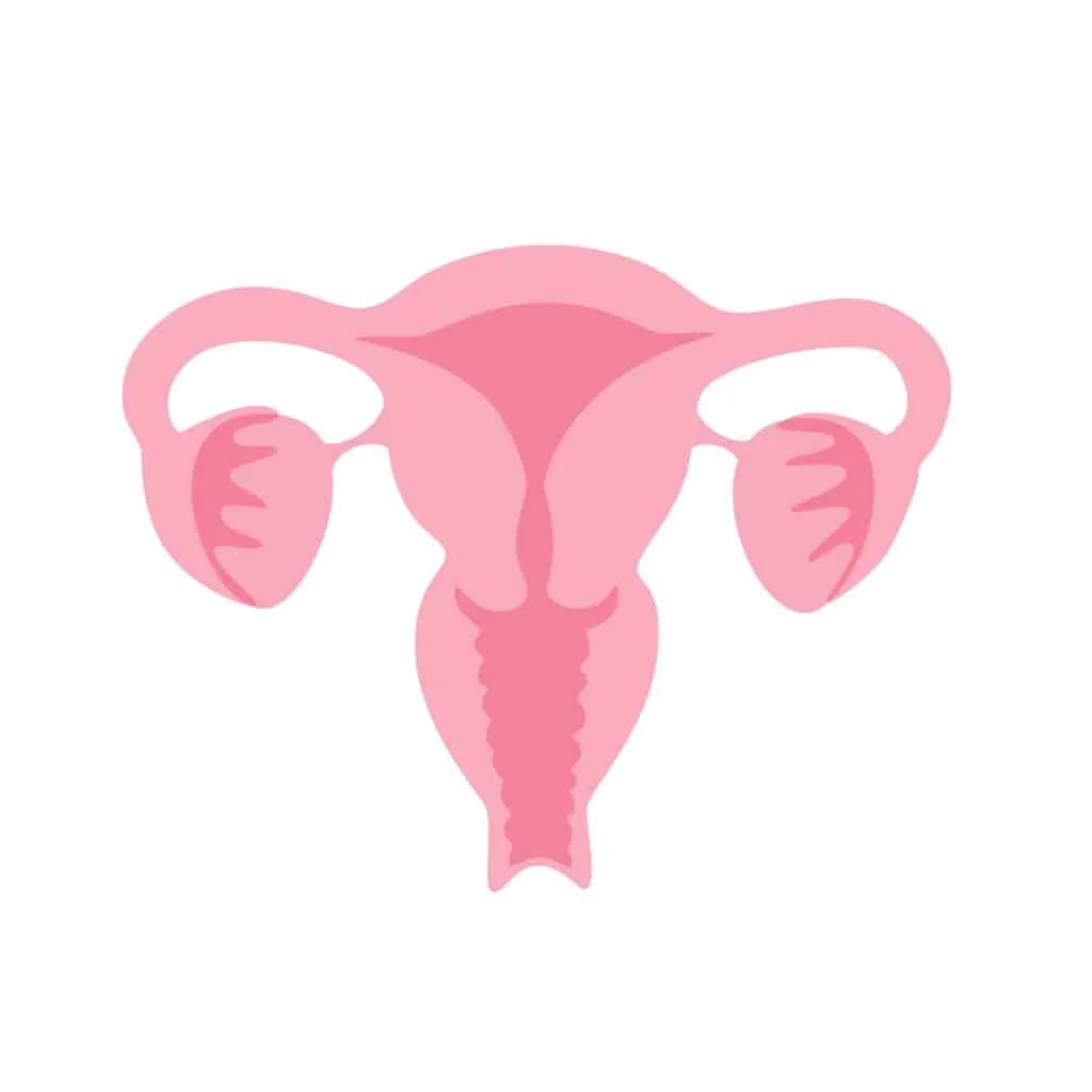 Illustration of a uterus to represent womb transplant