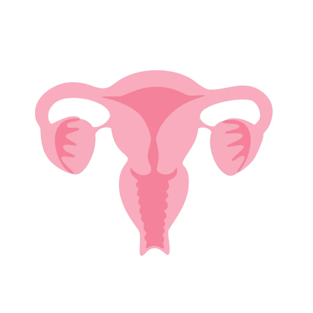 vector isolated illustration female reproductive system