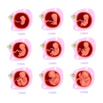 Educational illustration showing fetal development stages from 1 month to 9 months of pregnancy with embryo growth progression
