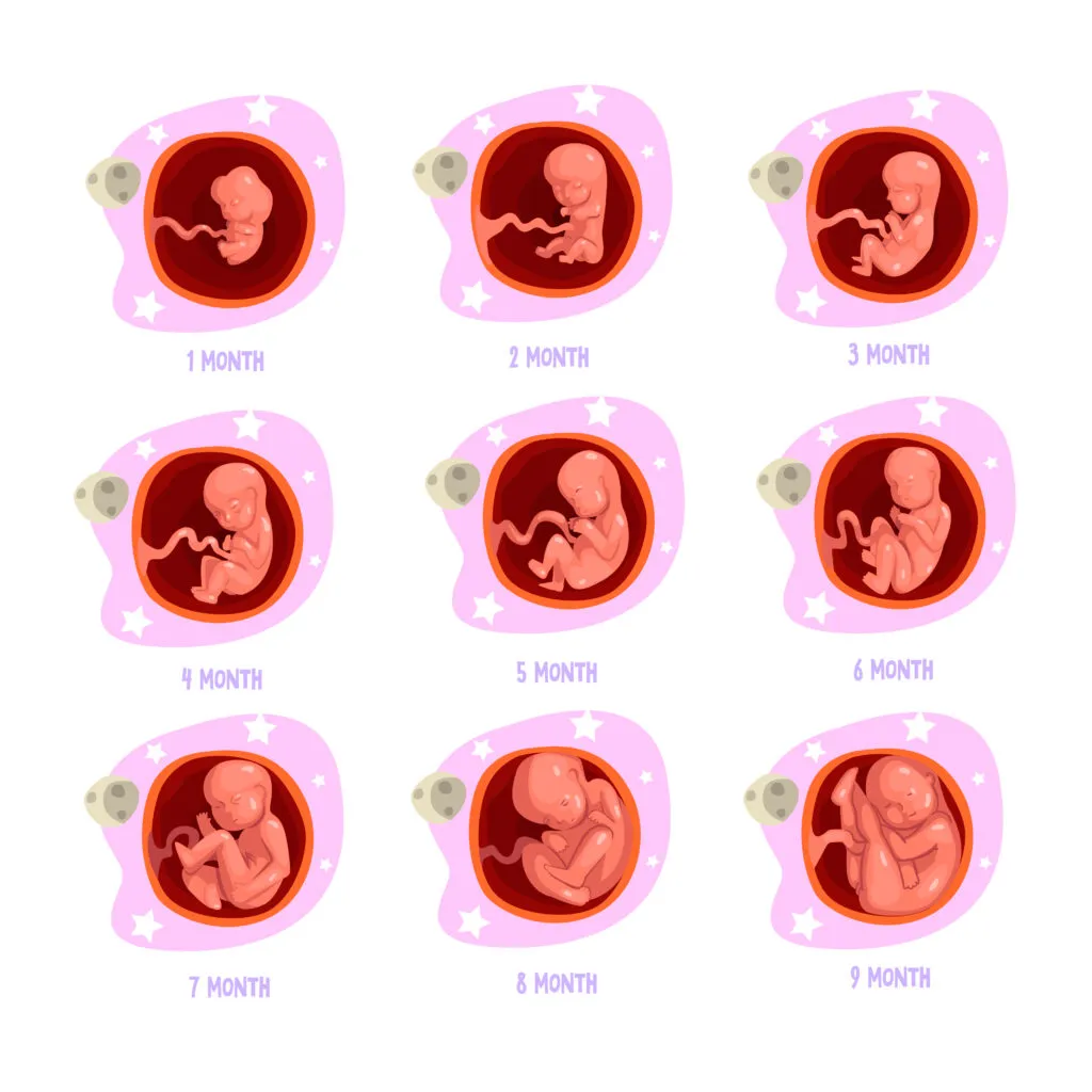 Educational illustration showing fetal development stages from 1 month to 9 months of pregnancy with embryo growth progression