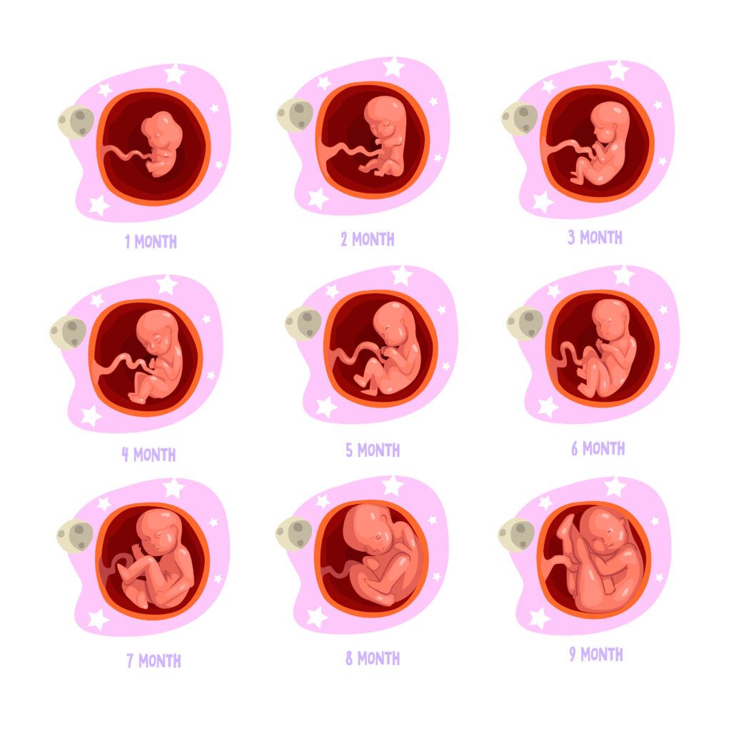 process pregnancy 1st 9th months fetal